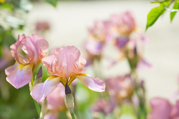 Beautiful flowers iris