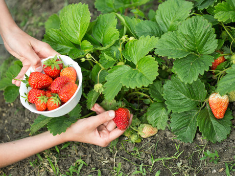 hands with fresh strawberries