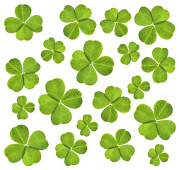 Clover leaves, isolated on white © Africa Studio