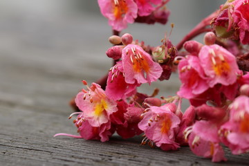 Fototapeta na wymiar Kastanienblüte auf Holzhintergrund