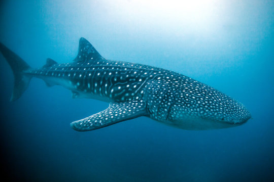 Whale Shark (Rhincodon typus) swimming in the deep water off Malapascua Island, Cebu, Philippines