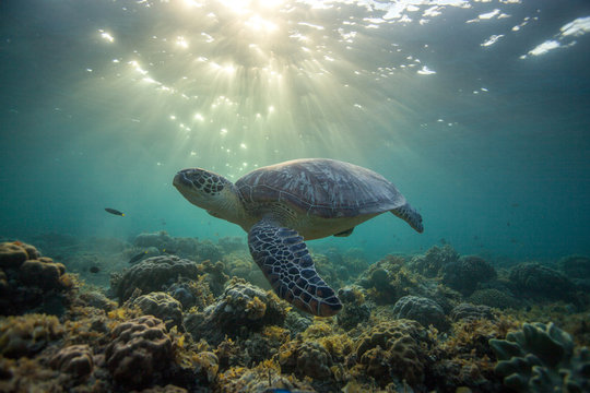 Rare green sea turtle (Chelonia Mydas), swimming in open ocean, Moalboal, Cebu, Philippines