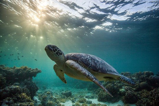Rare green sea turtle (Chelonia Mydas), swimming in open ocean, Moalboal, Cebu, Philippines