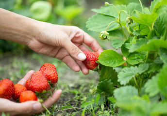 hands with fresh strawberries © Evgenia Tiplyashina