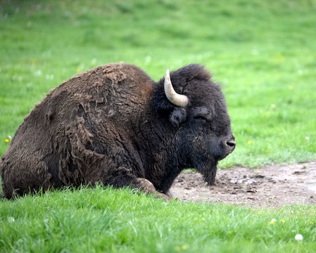 ein Fell wie verwittert, Bisonbulle liegt auf der Weide