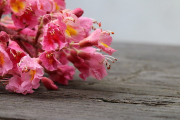 Kastanienblüte auf Holzhintergrund