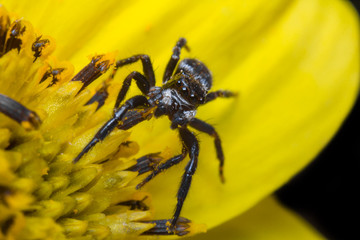 Jumping Spider Macro