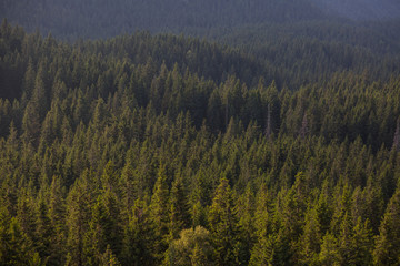 Forest in the mountains
