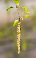 Birch branch closeup