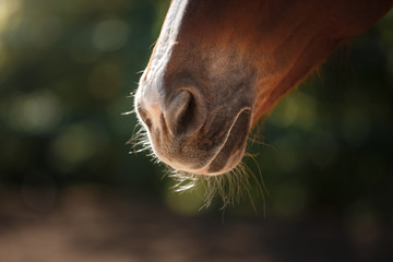 Horse on nature. Portrait of a horse, brown horse