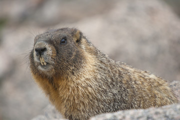 Marmot -Rocky Mountains, Colorado
