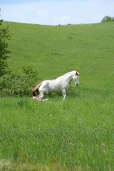 Fototapeta premium startled, Paint Horse chased by a dog