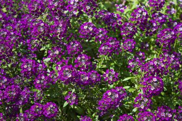 Lobularia maritima called sweet alyssum or sweet alison.