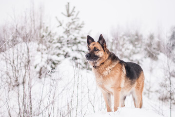 German Shepherd Dog at winter