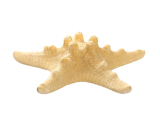 starfish on sand isolated on white background