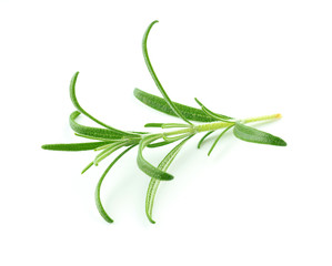 rosemary isolated on white background