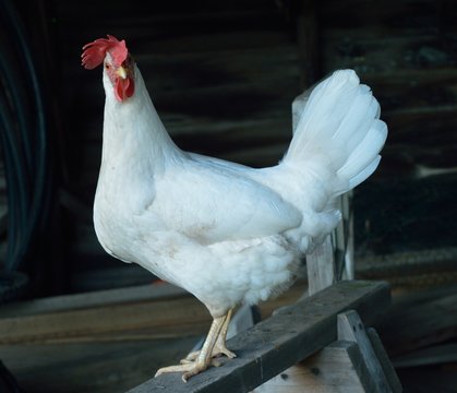 Comical leghorn chicken