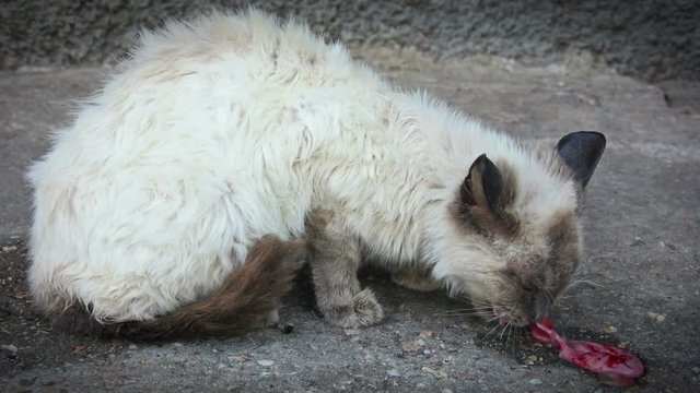 Rabid cat devours the germ of a kitten