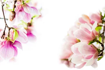 Gordijnen magnolia blossoming in two corners © jan_S