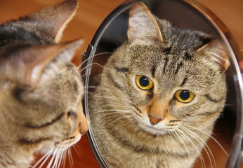 Cat looking into the mirror