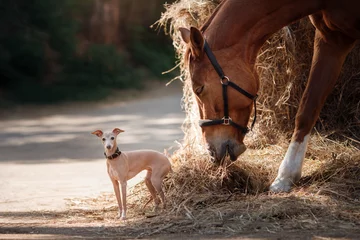 Fotobehang Paard op de natuur. Portret van een paard, bruin paard, paard staat in de paddock © annaav