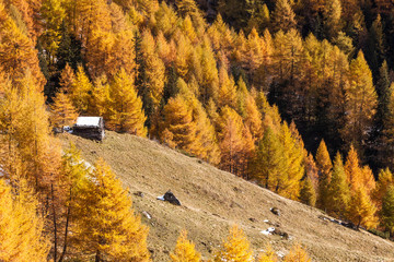 Obraz na płótnie Canvas Wald im goldenen Herbst