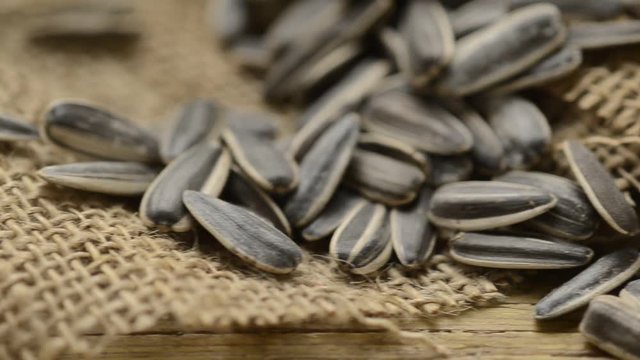 Helianthus annuus دوار الشمس Sunflower seed  Seme di girasole Słonecznik zwyczajny Semillas de girasol Sonnenblumenkerne Almindelig Solsikke Graines de tournesol Zonnebloem Подсолнечник однолетний 