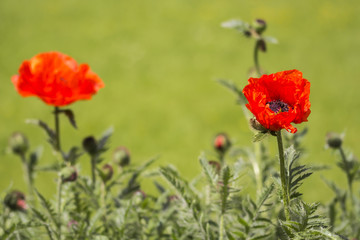 Red poppies Papaveraceae