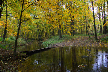 autumn forest landscape trees yellow leaves river water