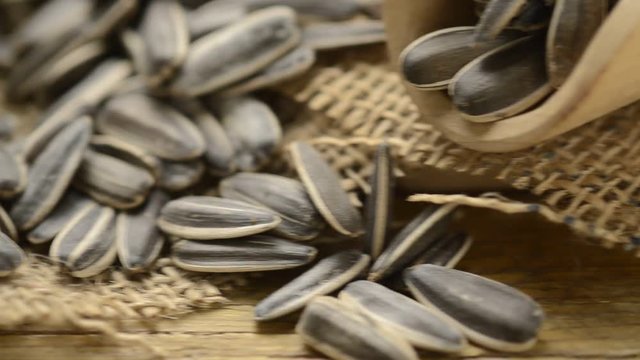 Helianthus annuus دوار الشمس  Sunflower seeds Semi di girasole Słonecznik zwyczajny Semillas de girasol Sonnenblumenkerne Almindelig Solsikke Graines de tournesol Zonnebloem Подсолнечник однолетний