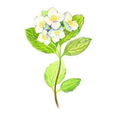 Hand draw branch of jasmine flowers and leaves. Crimea Plants. Spring in Crimea.