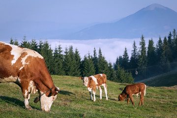 Cows grazing in the mountains