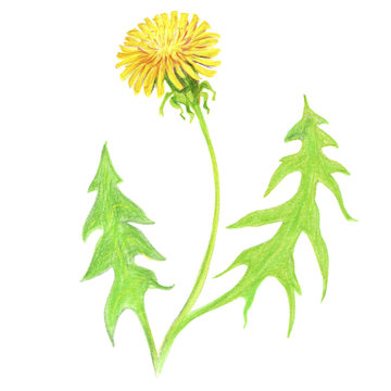Hand draw yellow dandelions on a white background. Crimea Plants. Spring in Crimea.