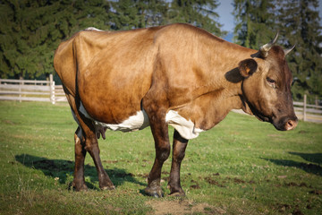 Naklejka na ściany i meble Cow grazing in the mountains