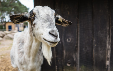 Tiergehege und Ziege