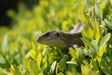 Head of lizard in focus, common wall lizard coming out of the bush bask in the sun 