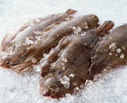 Raw whole dover sole on crushed ice