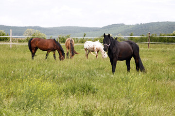 Naklejka na ściany i meble Herd of beautiful horses. Young horses grazing in a meadow near
