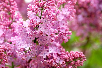 Blooming lilac flowers in the garden, outdoors