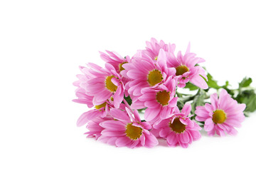 Pink chrysanthemum flowers isolated on a white