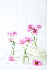 Pink chrysanthemum flowers on white wooden background