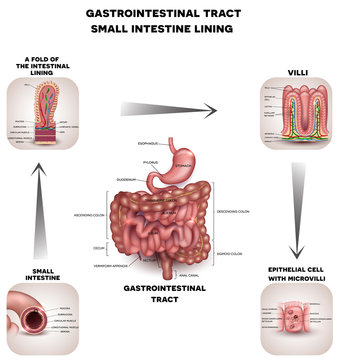 Normal Gastrointestinal tract and small intestine detailed anatomy