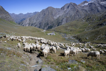 a flock of sheeps