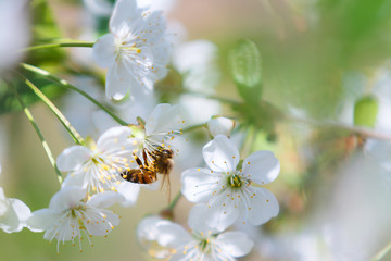 a bee on a white blossom