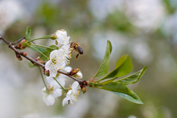 a bee on a white blossom