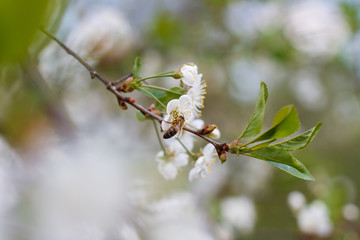 a bee on a white blossom