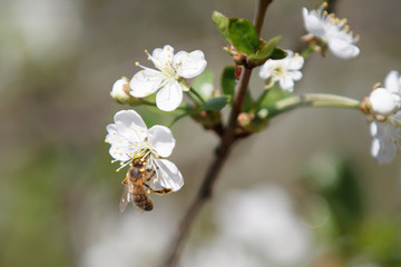 a bee on a white blossom