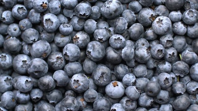 Fresh blueberry background