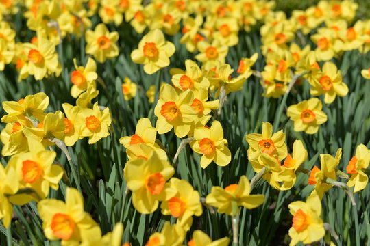 Outdoor shot of yellow daffodils in a nicely full flowerbed