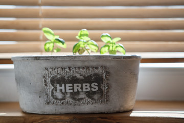 Herbs in plant pots growing on a windowsill
